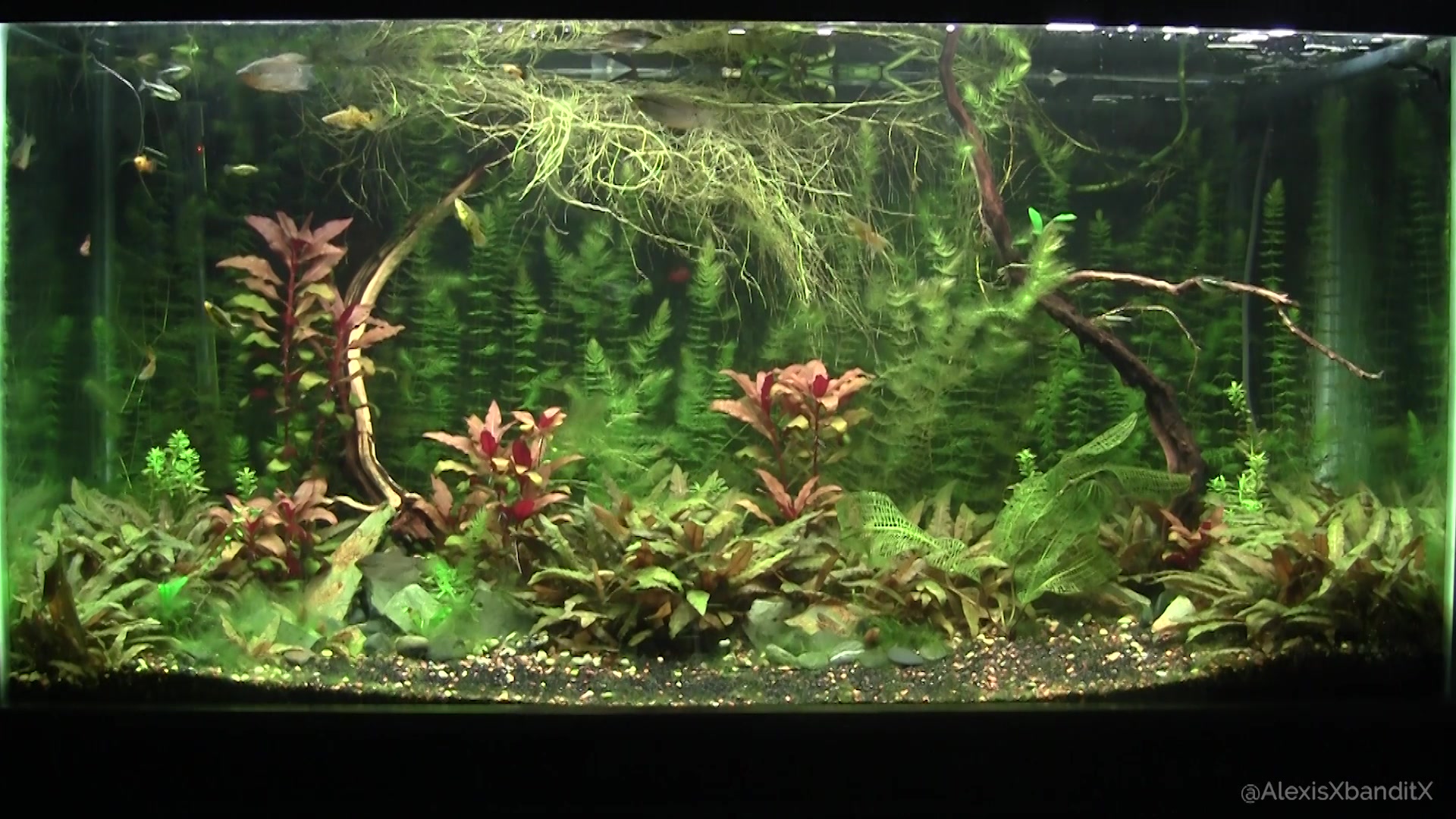 Alexis Bandit Doing Stuff Naked Aquascaping